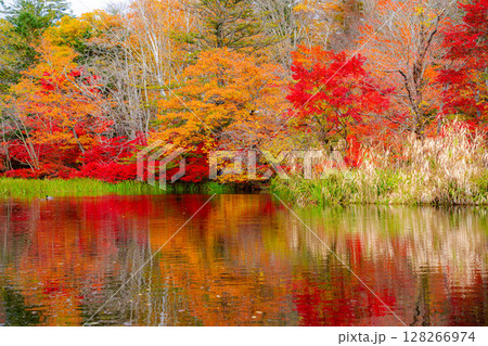 【紅葉素材】曇りの日の柔らかな光の下の雲場池の紅葉【長野県】 128266974