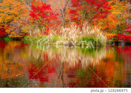 【紅葉素材】曇りの日の柔らかな光の下の雲場池の紅葉【長野県】 128266975