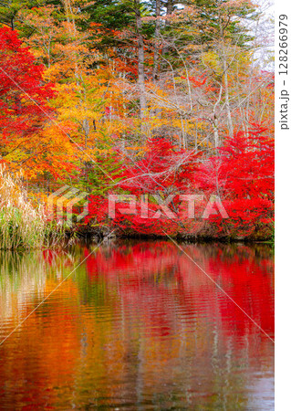 【紅葉素材】曇りの日の柔らかな光の下の雲場池の紅葉【長野県】 【紅葉素材】曇りの日の柔らかな光の下の雲場池の紅葉【長野県】 128266979