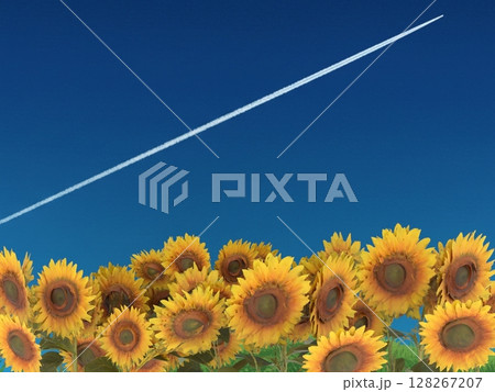 青い空の飛行機雲とひまわりの夏の風景 128267207