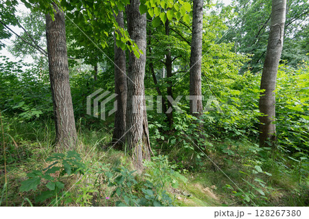 Forest Trees and Lush Greenery in Sunlight Forest Trees and Lush Greenery in Sunlight 128267380