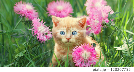 Cute little ginger kitten sitting on a flower lawn 128267753