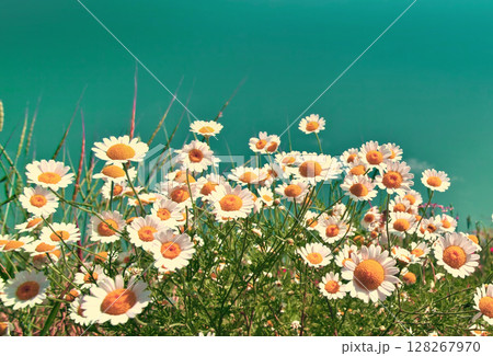 Chamomile flowers against the sky. Chamomile field. Floral background Chamomile flowers against the sky. Chamomile field. Floral background 128267970
