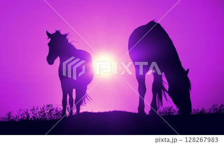 A pair of horses graze in a meadow during a purple sunset. Horse silhouettes at sunset 128267983
