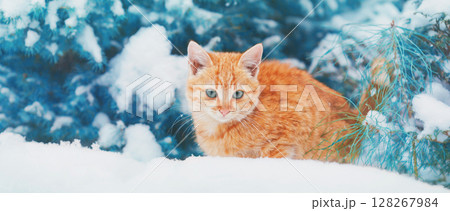 Cat in the snowy forest near fir tree covered with snow. Horizontal banner 128267984