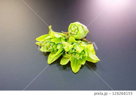 フキノトウ　ふきのとう　蕗の薹 128268155