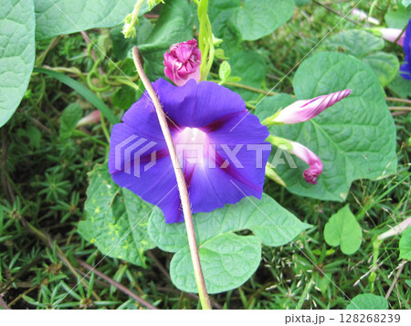 濃い紫色のアサガオの花 濃い紫色のアサガオの花 128268239