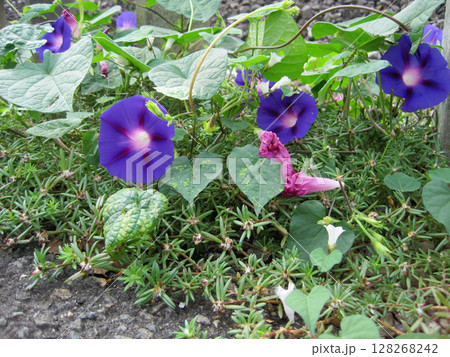 濃い紫色のアサガオの花 128268242