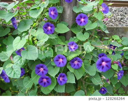 濃い紫色のアサガオの花 濃い紫色のアサガオの花 128268264
