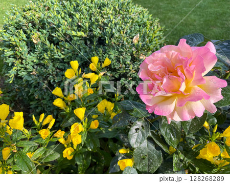 Pink Rose Amidst Yellow Blooms 128268289