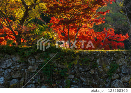 秋の兵庫県姫路市　世界遺産　国宝姫路城と紅葉 128268566