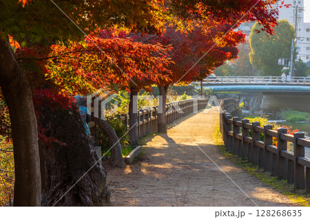 秋の兵庫県姫路市　世界遺産　国宝姫路城と紅葉　千姫の小径 128268635