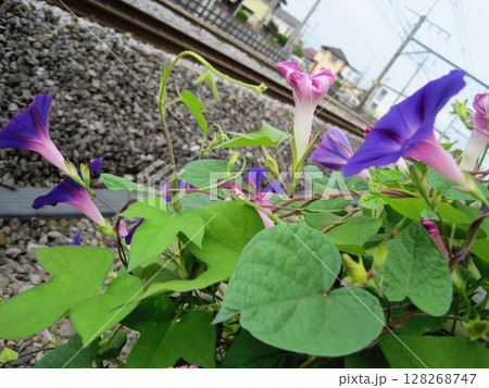 濃い紫色のアサガオの花 濃い紫色のアサガオの花 128268747