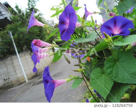 濃い紫色のアサガオの花 128268750