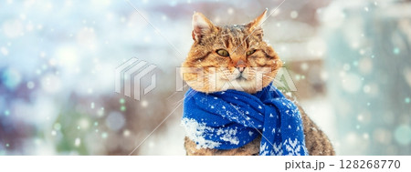 Portrait of a funny cat in a knitted scarf. The cat sits outdoors in the snow in winter during a snowfall. Horizontal banner Portrait of a funny cat in a knitted scarf. The cat sits outdoors in the snow in winter during a snowfall. Horizontal banner 128268770