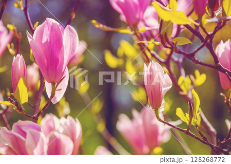 Blossoming magnolia flowers. Springtime. Natural vintage floral background Blossoming magnolia flowers. Springtime. Natural vintage floral background 128268772