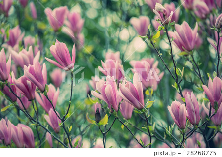 Blossoming magnolia flowers. Springtime. Natural vintage floral background 128268775