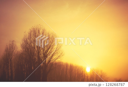 Silhouette of bare trees in early misty morning Silhouette of bare trees in early misty morning 128268787