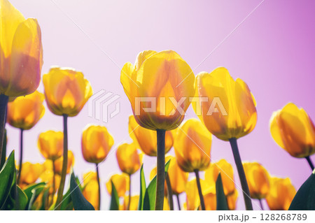 Tulips field in the spring. Yellow tulips against pink sky. Floral nature background Tulips field in the spring. Yellow tulips against pink sky. Floral nature background 128268789