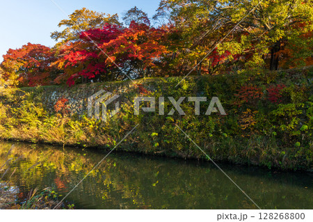 秋の兵庫県姫路市 世界遺産 国宝姫路城と紅葉 秋の兵庫県姫路市 世界遺産 国宝姫路城と紅葉 128268800