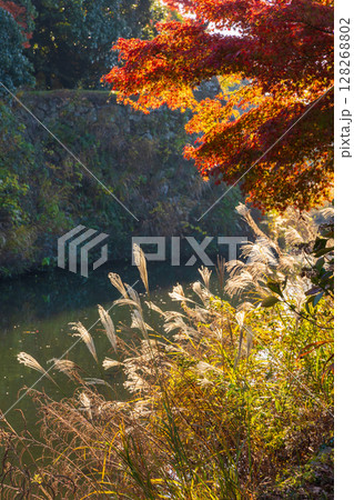秋の兵庫県姫路市　世界遺産　国宝姫路城と紅葉 128268802