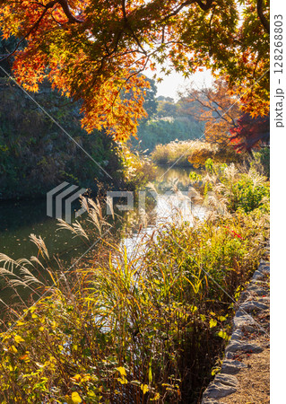 秋の兵庫県姫路市 世界遺産 国宝姫路城と紅葉 秋の兵庫県姫路市 世界遺産 国宝姫路城と紅葉 128268803