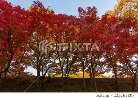 秋の兵庫県姫路市　世界遺産　国宝姫路城　紅葉の姫山公園 128268807