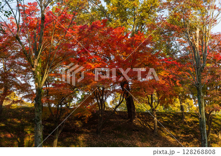 秋の兵庫県姫路市　世界遺産　国宝姫路城　紅葉の姫山公園 128268808