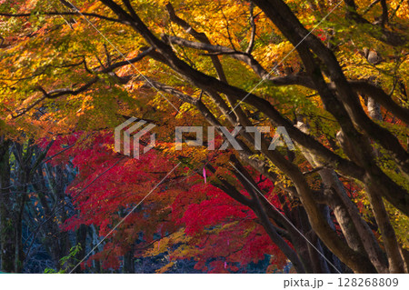 秋の兵庫県姫路市　世界遺産　国宝姫路城　紅葉の姫山公園 128268809