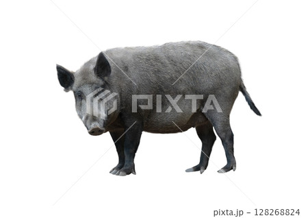 wild pig isolated on white background wild pig isolated on white background 128268824
