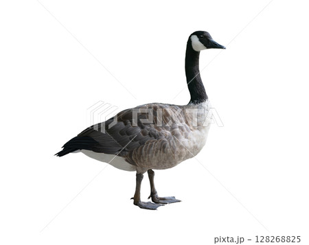 wild goose (Branta canadensis) isolated on white background wild goose (Branta canadensis) isolated on white background 128268825