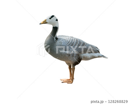 Anser indicus goose isolated on white background 128268829