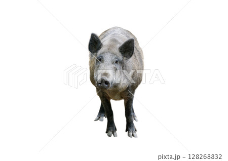 wild pig isolated on white background 128268832