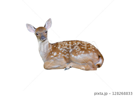 baby european fallow deer isolated on a white background 128268833
