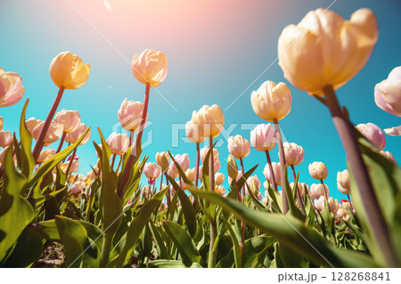 Tulips field in the spring. Yellow tulips blooming against the sky. Floral nature background 128268841