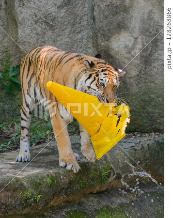 カラーコーンに溜まった水を捨てるトラ 128268866