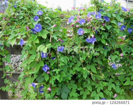 薄い青紫色のアジサイの花 薄い青紫色のアジサイの花 128268871