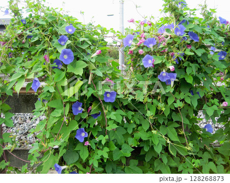 薄い青紫色のアジサイの花 128268873