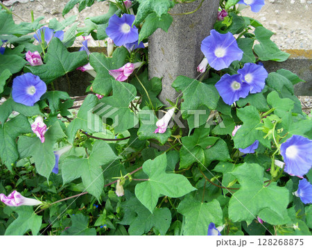 薄い青紫色のアジサイの花 薄い青紫色のアジサイの花 128268875