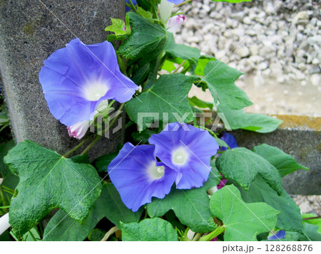 薄い青紫色のアジサイの花 薄い青紫色のアジサイの花 128268876