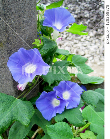薄い青紫色のアジサイの花 128268878