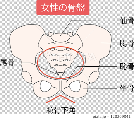 Female pelvis 128269041
