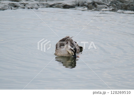 荒尾市 港 野鳥、 荒尾市 港 野鳥、 128269510