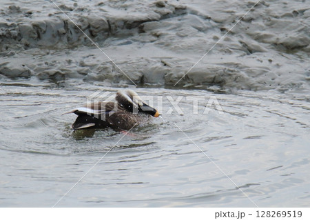 荒尾市　港　野鳥、 128269519