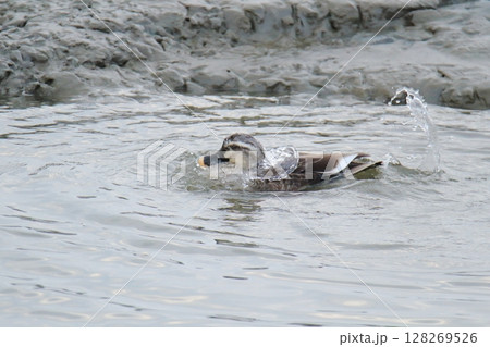 荒尾市　港　野鳥、 128269526