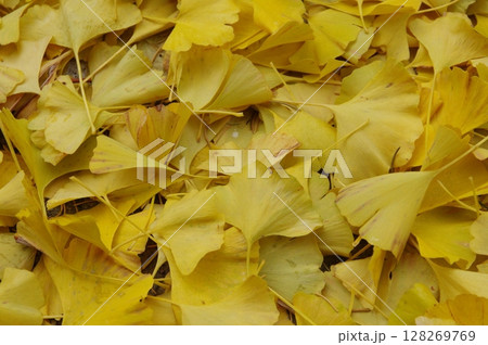 黄色いイチョウの落ち葉 128269769