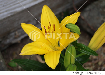 黄色い花びらの百合の花のアップの風景 128270760