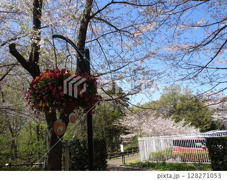 四月のアンデルセン公園-13 128271053