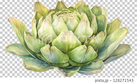 Artichoke watercolor illustration on transparent background (png) 128271543