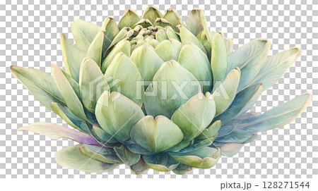 透明背景（png）にアーティチョークの水彩イラスト 128271544